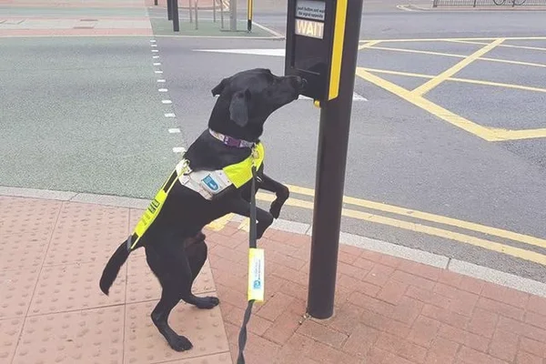 导盲犬可以坐公交车吗