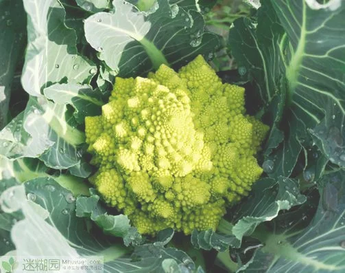 一、花椰菜的种植优势