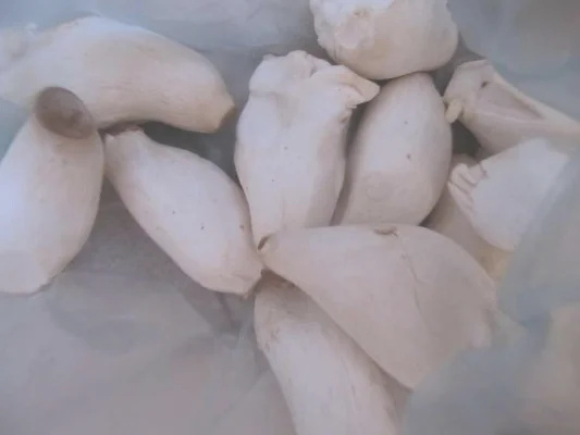 香煎杏鲍菇的做法步骤1