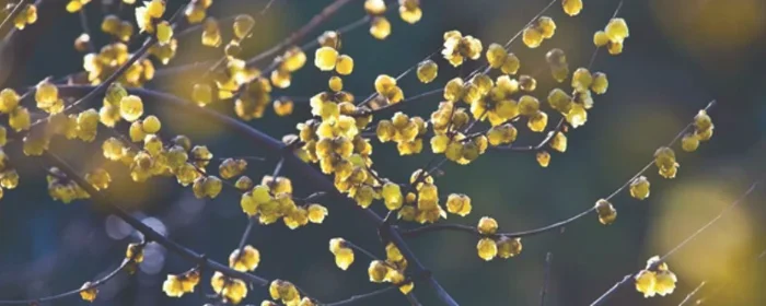 腊梅花结果子预示着什么(腊梅花开的含义