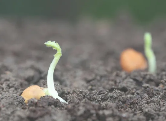 8月瓜种子怎么种植（(附种植方法)）