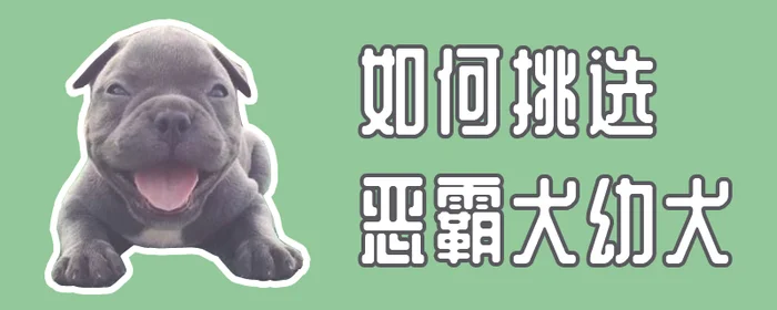 如何挑选恶霸犬幼犬