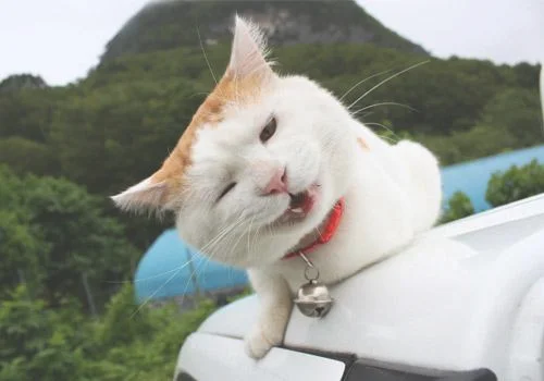 为什么现在养宠物猫的越来越多(为什么突然流行养猫)