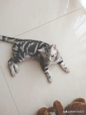为什么现在养宠物猫的越来越多(为什么突然流行养猫)