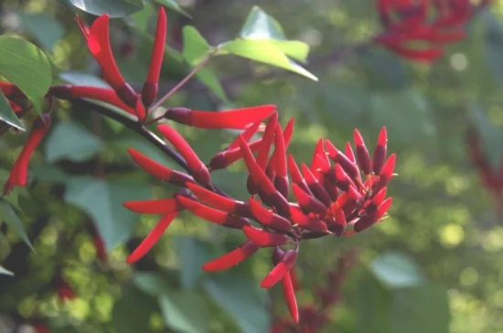 龙牙花和刺桐的区别(刺桐花代表什么)