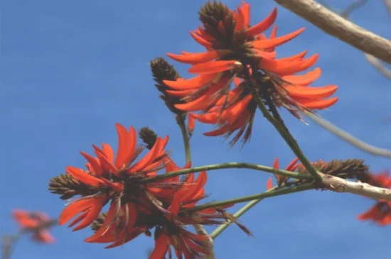 龙牙花和刺桐的区别，4大外形特征区分两者