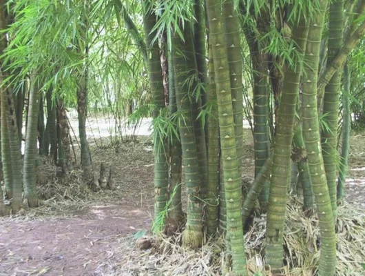 佛肚竹