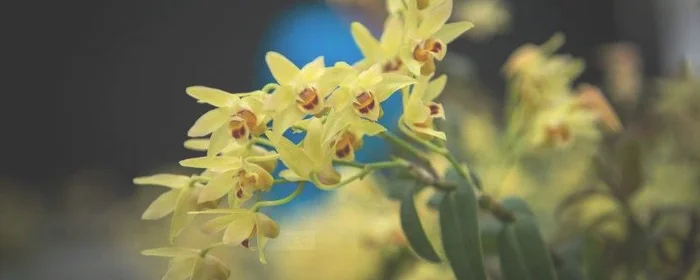 新鲜石斛花可以直接泡水喝吗,新鲜石斛花