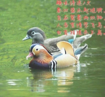鸳鸯的诗句
