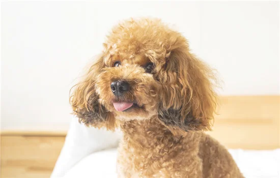 新手可以养哪些小型犬 新手适合养的小型犬