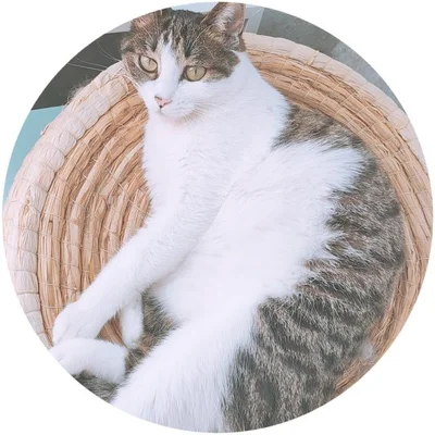 为什么现在养宠物猫的越来越多(为什么突然流行养猫)