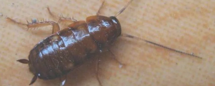 蟑螂在冰箱里能存活吗,蟑螂能在冰箱冷藏