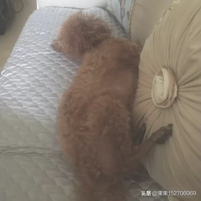 你家狗狗把你当做主人时会有什么表现(狗狗认为自己是主人)