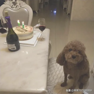 你家狗狗把你当做主人时会有什么表现(狗狗认为自己是主人)