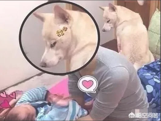 你家狗狗把你当做主人时会有什么表现(狗狗认为自己是主人)
