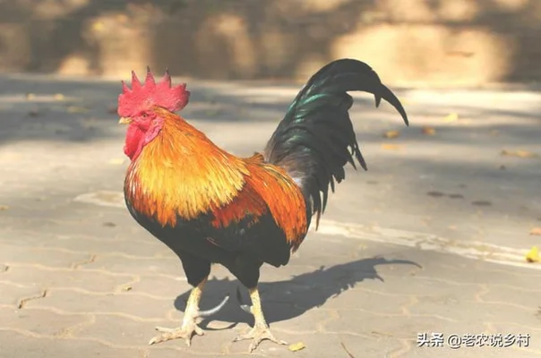 公鸡养多长时间比较好吃(公鸡养多久最好吃)
