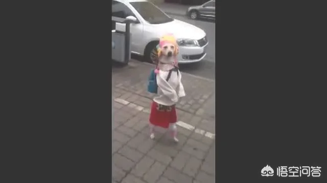 你家狗狗把你当做主人时会有什么表现(狗狗认为自己是主人)