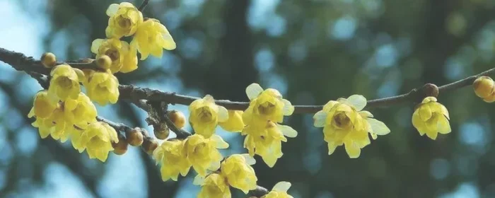 腊梅叶子发黄干枯怎么解决(腊梅叶子发黄然后掉叶什么原因)