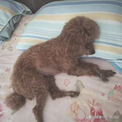 你家狗狗把你当做主人时会有什么表现(狗狗认为自己是主人)
