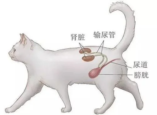 猫咪尿道疾病症状,猫得了尿道疾病会有什么影响？