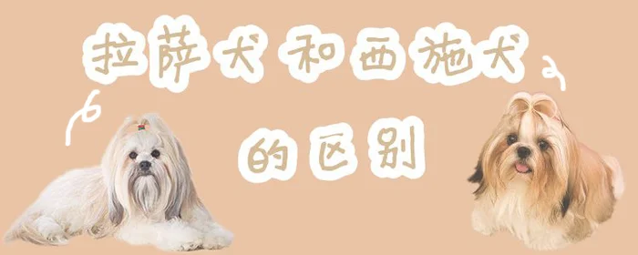 拉萨犬和西施犬的区别(拉萨犬多少钱一只)