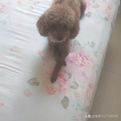 你家狗狗把你当做主人时会有什么表现(狗狗认为自己是主人)