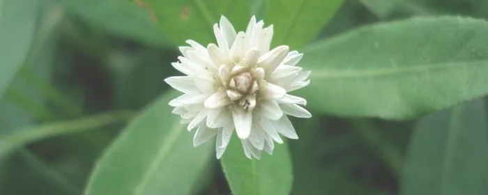 水花生怎么能除尽,成功清除水花生