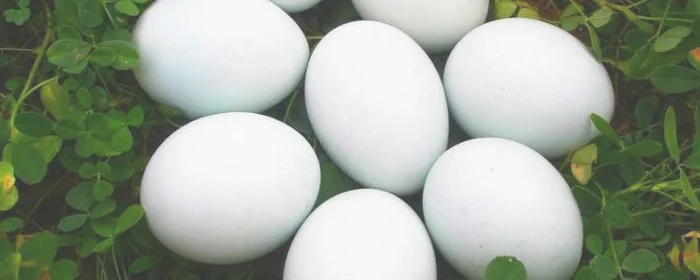 鹅蛋和鸭蛋的区别,鹅蛋和鸭蛋的区别孕妇吃鹅蛋怎么吃