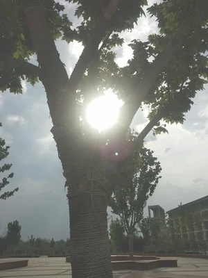 太阳挂在树顶上打一字