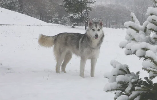 阿拉斯加爱斯基摩犬多少钱