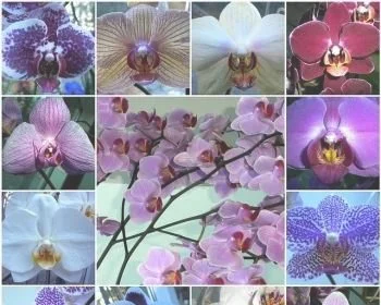 世界上10种最美的花(40种最美的花)