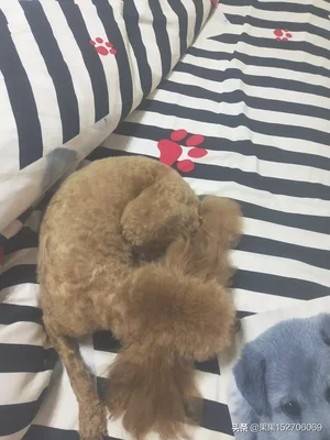你家狗狗把你当做主人时会有什么表现(狗狗认为自己是主人)