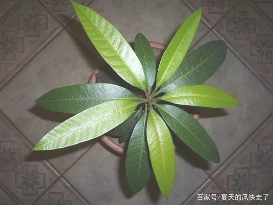 自己如何种植芒果壳（叶子长得像发财树）