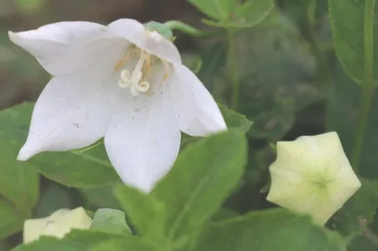 白色桔梗花的花语是什么