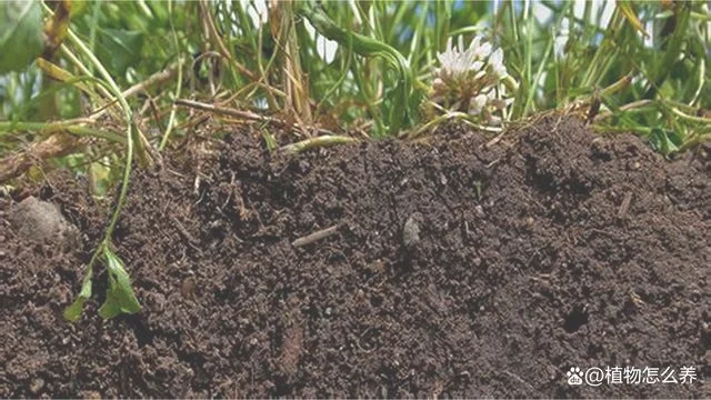 2.把植物放在干燥的土壤中