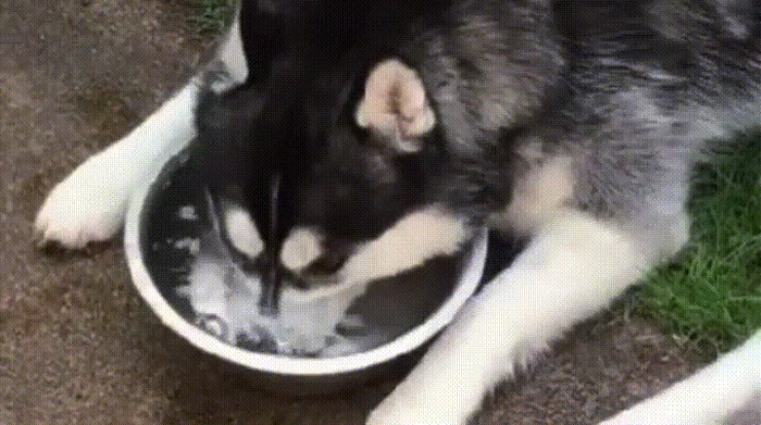 狗狗喝的水要烧开吗(狗狗能喝开水吗)
