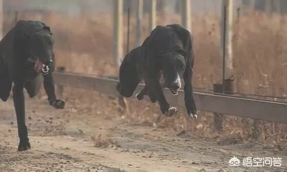 灵缇犬和格力犬是同一品种吗(灵缇犬和格力犬的区别)