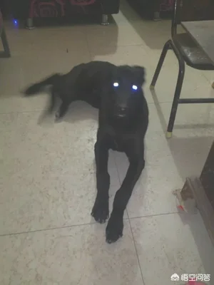 灵缇犬和格力犬是同一品种吗(灵缇犬和格力犬的区别)
