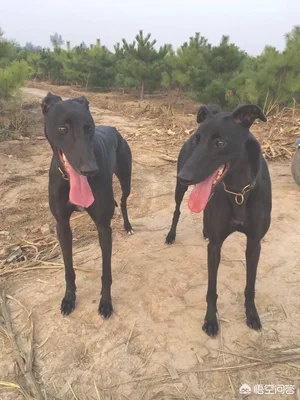 灵缇犬和格力犬是同一品种吗(灵缇犬和格