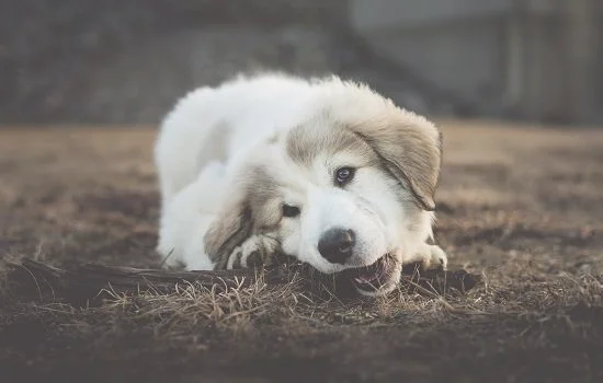 土狗幼犬怎么分公母(土狗和边牧杂交聪明吗)