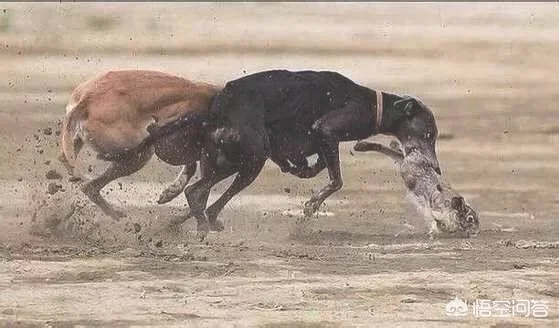 灵缇犬和格力犬是同一品种吗(灵缇犬和格力犬的区别)