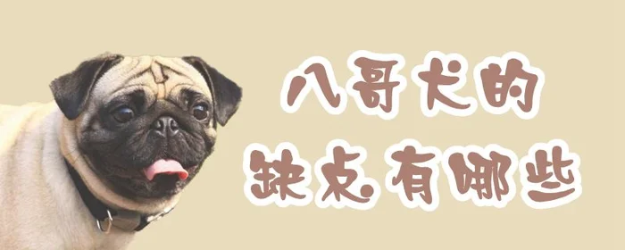 八哥犬的缺点有哪些(巴哥犬的优缺点)