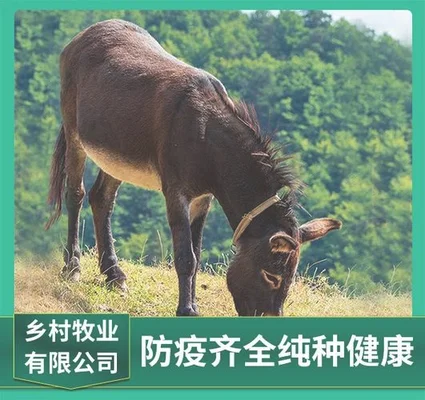 种植春甘蓝效益怎么样（甘蓝深度研究）