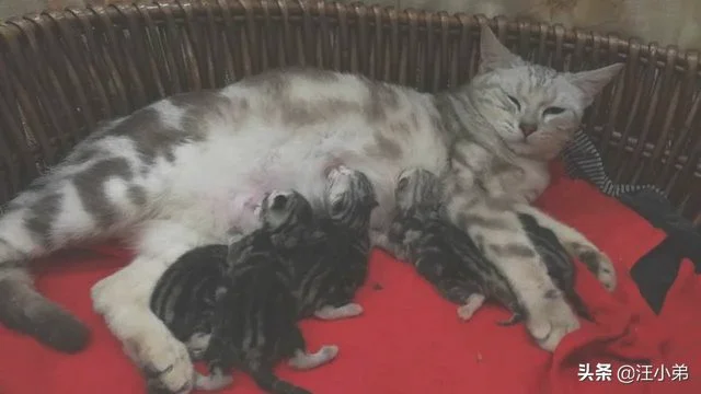 猫咪第一次生小猫，死胎的几率大不大(为什么猫第一次生宝宝会死)