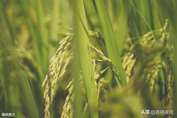 生稻种植一次可连续免耕收获 3-4 年