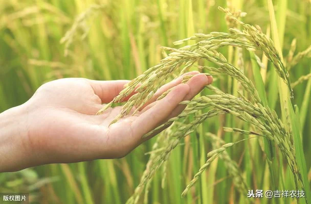 生稻种植一次可连续免耕收获 3-4 年
