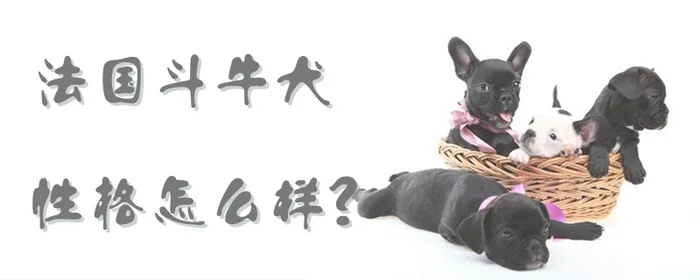 法国斗牛犬性格怎么样(法国斗牛犬性格与