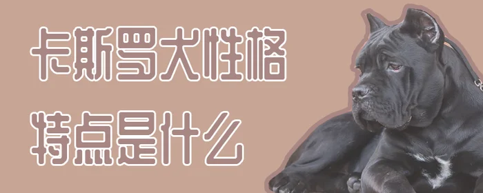 卡斯罗犬性格特点是什么(卡斯罗犬温顺吗)