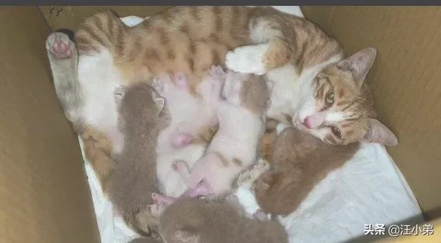 猫咪第一次生小猫，死胎的几率大不大(为什么猫第一次生宝宝会死)