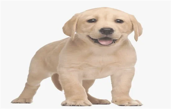 爱犬不听话(为找爱犬悬赏5万)
